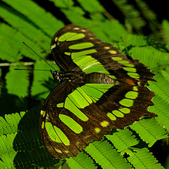 siproeta stelenes