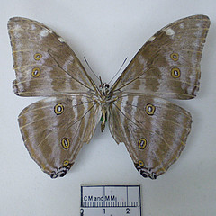 morpho marcus male ventral