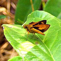 Anthoptus