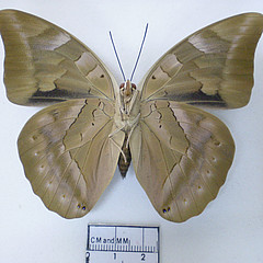 archaeoprepona demophon ventral