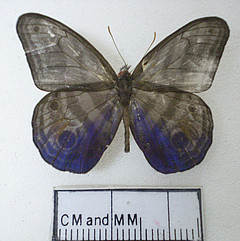 chloreuptychia chlorimene dorsal