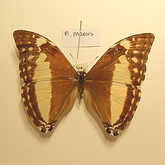 morpho marcus female