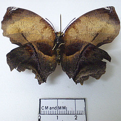 Siderone galanthis female ventral