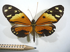 heliconius numata var. silvana dorsal