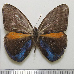 magneuptychia tricolor male dorsal