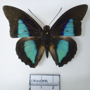 Prepona dexamenus
