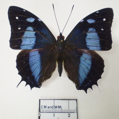 baeotus aeilus macho