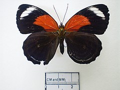 callicore excelsior/arirambae dorsal