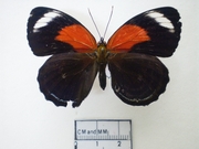 Callicore excelsior