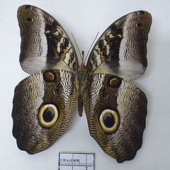 caligo suzanna male ventral