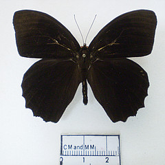 taygetis zippora dorsal