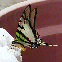 Papilioninae