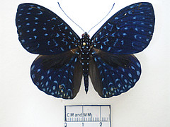 hamadryas velutina male dorsal