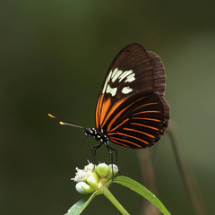 heliconius erato