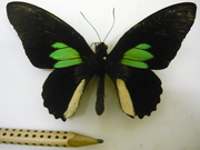 Parides sesostris Parides sesostris