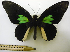 parides sesostris male