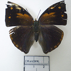 Polygrapha xenocrathes female