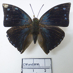 Polygrapha xenocrathes male dorsal