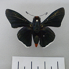 Pyrrhopyge proculus cintra dorsal