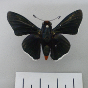 Pyrrhopyge proculus cintra Pyrrhopyge proculus cintra