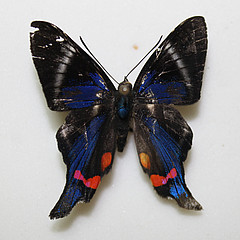 Rethus periander dorsal