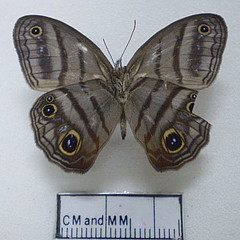 cissia terrestris ventral