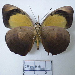 catonephele numilia ventral