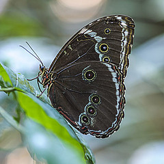 morpho helenor nature