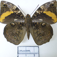 opsiphanes cassina male ventral