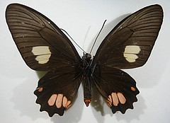 parides sesostris female ventral