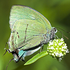 Lycaenidae