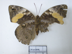 opsiphanes cassina female ventral