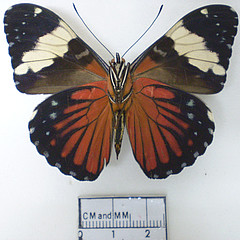 hamadryas amphinome