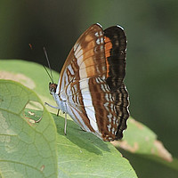 Nymphalinae