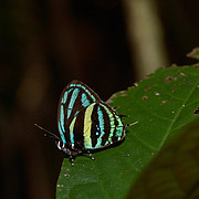 Thestius meridionalis