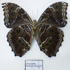 morpho deidamia, ventral3