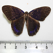 Euselasia clithra