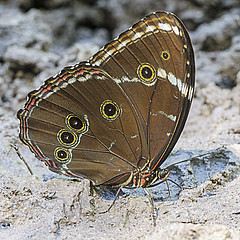 morpho helenor nature2