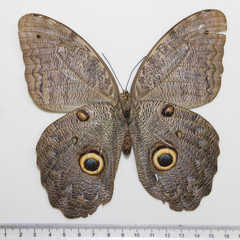 caligo eurilochus ventral