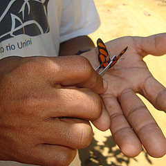 eueides lybia campo