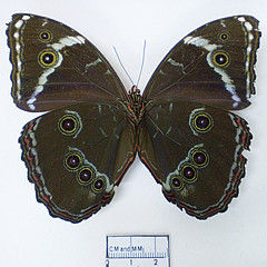 morpho helenor male ventral