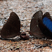 Morpho menelaus