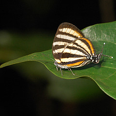 Arawacus separata resting