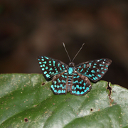 Calydna calamisa