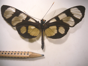 Methona megisto