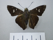 Chrysoplectrum perniciosus