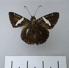 Autochton itylus dorsal