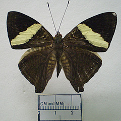 colobura dirce dorsal