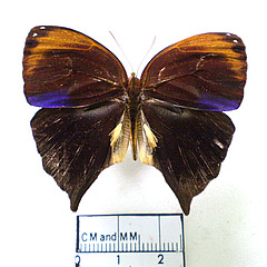 Bia actorium male dorsal