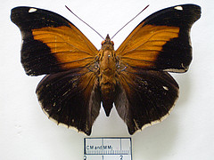 historis odius dorsal